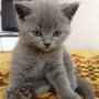 Британска късокосместа котка
