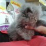 Персийски котенца