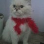 Продавам персийска котка