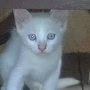 Продавам малко коте – Ангорска котка