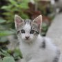 Подарявам малки котенца