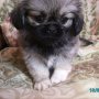 Продавам Кралски Пекинези
