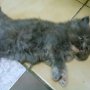 Персийски котета