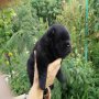 Продавам женско кученце Чау-чау,