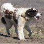 Продавам българско овчарско куче - елитна женска на 1 год. и 3 месеца