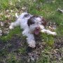 Трюфели Куче търсач за трюфели лагото lagotto romagnolo