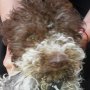 Продавам куче Лагото Романьоло ( Lagotto Romagnolo )