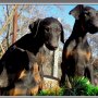 Doberman,доберман