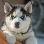 Последно женско бебе от кучилото сибирско хъски в продажба