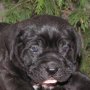 Кане корсо от NETTISDOGS
