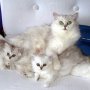 Персийска Чинчила (chinchilla silver), сребърна котка, зелени очи, разплод