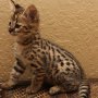 Налични котки, serval, caracal, savannah и ocelot котенца