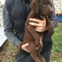 Лабрадор - шоколадови мъжки кученца