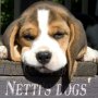 Бигъл от Nettisdogs
