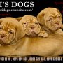NETTISDOGS - Кучета от България и внос с и без родословие