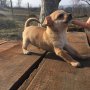 Мини пинчер - перфектни кученца