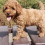 Играчка Пудели кученца Червено, Кайсия и Черно