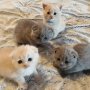 Очарователни шотландски сгъваеми котенца за продажба