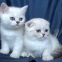 Колорпойнт - късокосмести котенца със сини очи