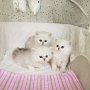 Чистокръвни женски и мъжки котенца Сребърна чинчила (Silver chinchila) от елитни родители