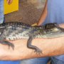 Продавам крокодил кайман