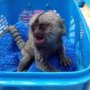 Finger Marmoset Monkeys for sale