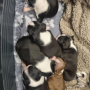 Boston Terrier Breeders | Boston Terrier Puppies for Sale | Boston Terrier Puppies | Boston Terrier Puppies for Sale near me | AKC Boston Terrier Puppies